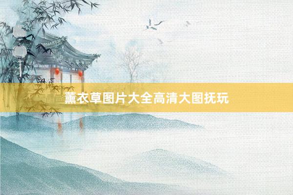 薰衣草图片大全高清大图抚玩
